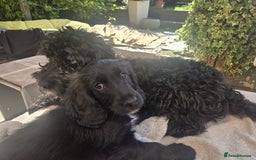 Mixed Breed dogs for sale: Gorgeous Cockapoo Golden Retriever  - Image 3
