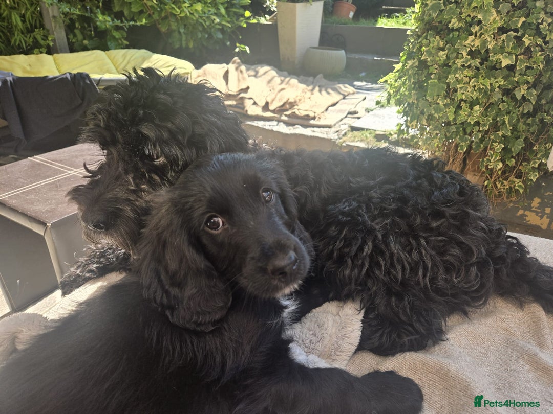 Mixed Breed dogs for sale: Gorgeous Cockapoo Golden Retriever  - Image 3