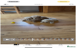 Poochon dogs for sale: Tiny farm bred teddy bear bundles of fun !  - Image 22