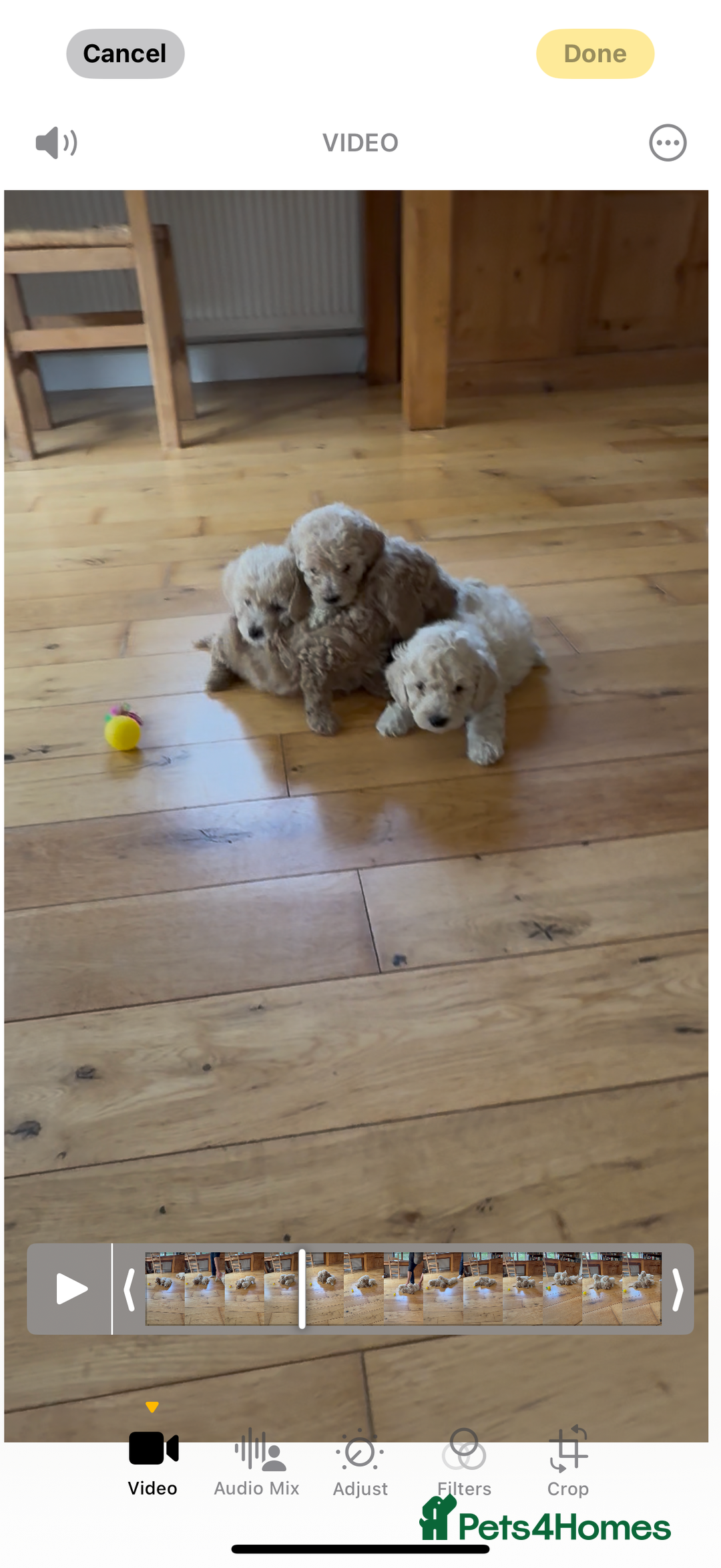 Poochon dogs for sale: Tiny farm bred teddy bear bundles of fun !  - Image 22