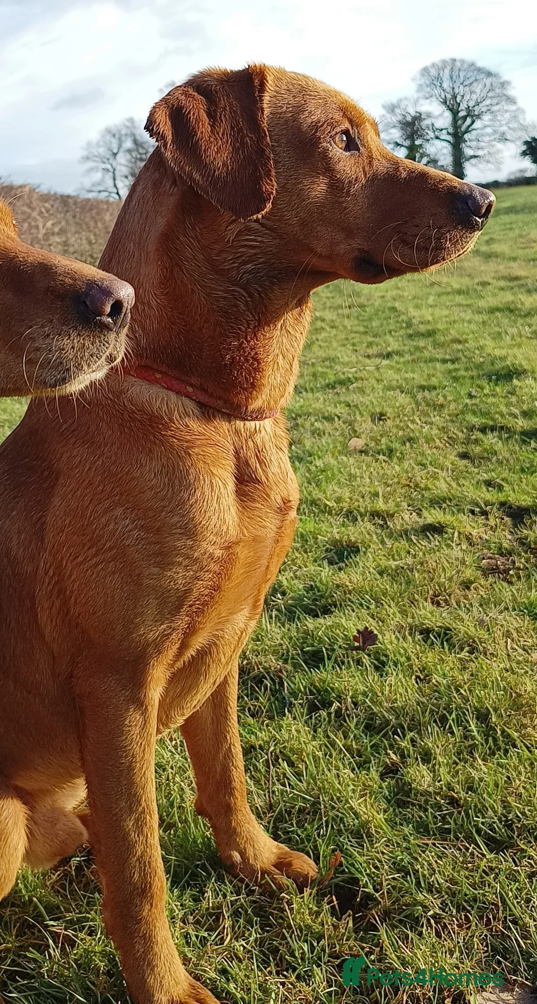 Labrador Retriever dogs for stud: Dark Red Fox Labrador Stud Dog in Ellesmere - Advert 9
