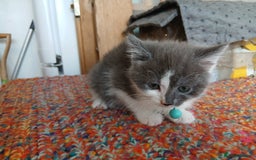 Mixed Breed cats for sale: 3 [remaining] girl kittens looking for new homes - Image 9