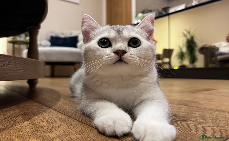 Scottish Fold cats - Advert 3