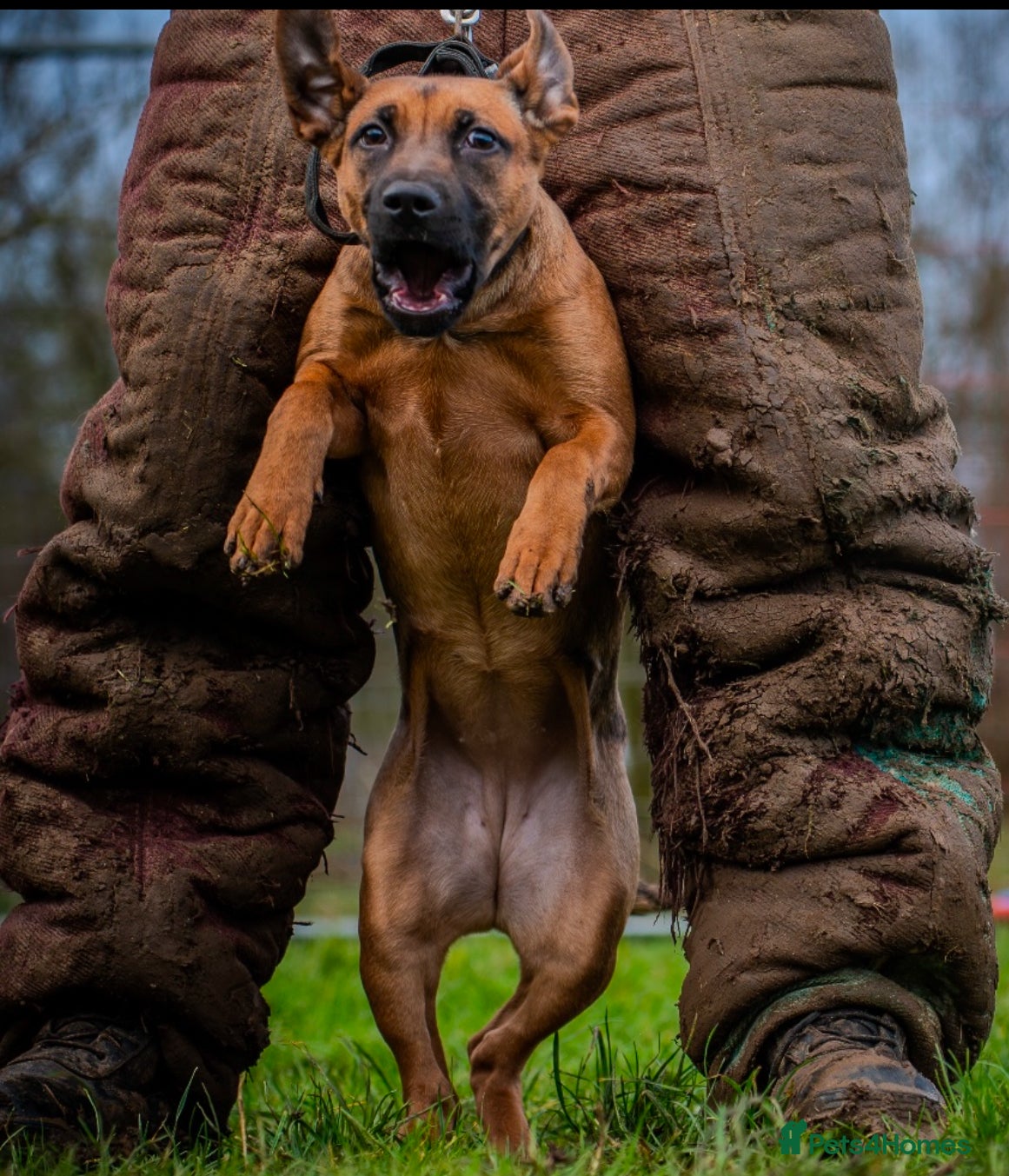 Mixed Breed dogs F1 Bullherder  - Advert 1