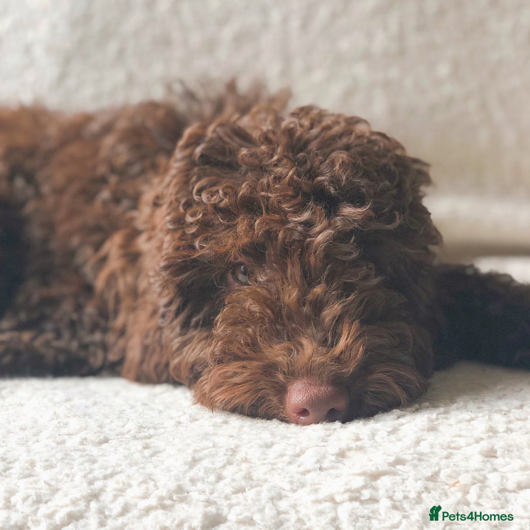 Miniature Poodle dogs for stud: ✨ Miniature Poodle Available for Stud – Proven ✨ - Advert 6