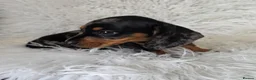 Miniature Dachshund dogs for sale: KC PRA CLEAR DAPPLE BOYS - Advert 16