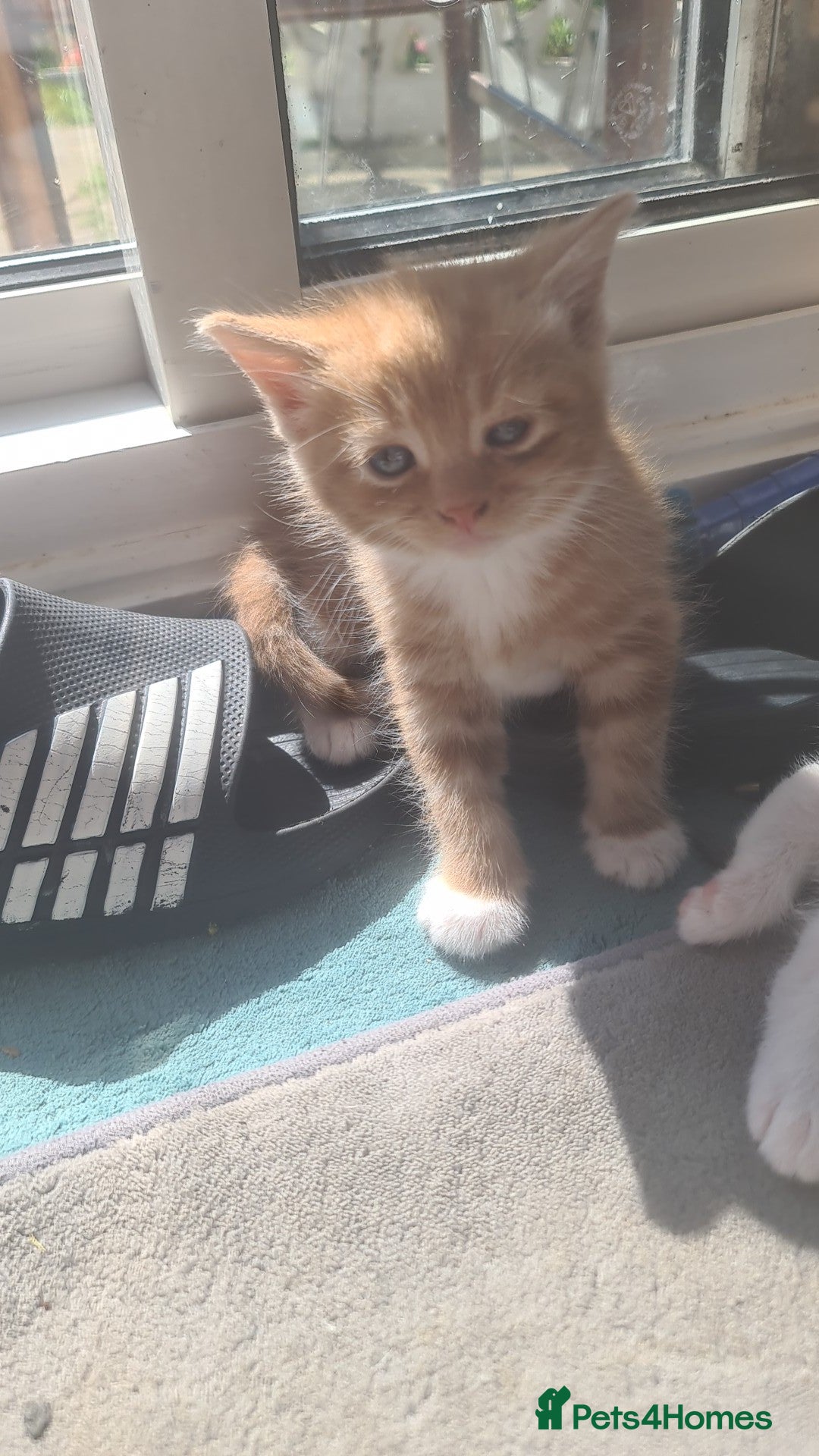 Exotic cats for sale: Exotic - Advert 2