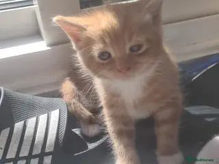 Exotic cats for sale: Exotic - Advert 2