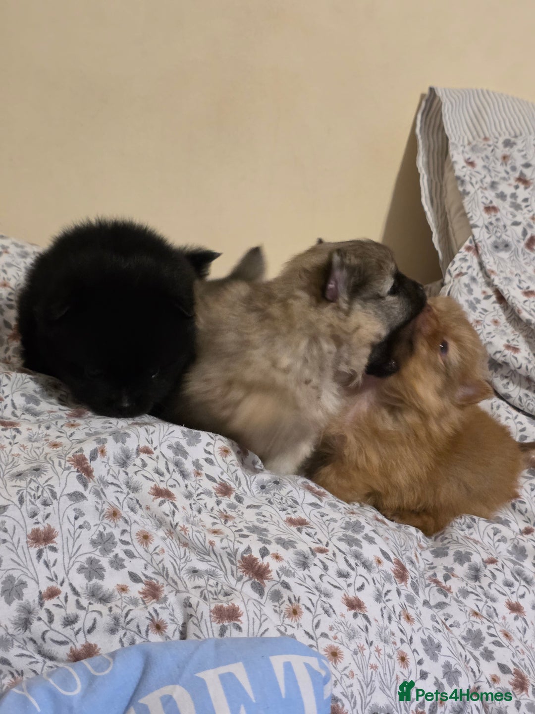 Pomeranian dogs for sale: Hello - Advert 12