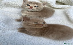 British Shorthair cats for sale: British shorthair kittens  - Image 2