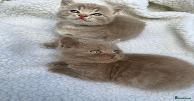 British Shorthair cats - Advert 15