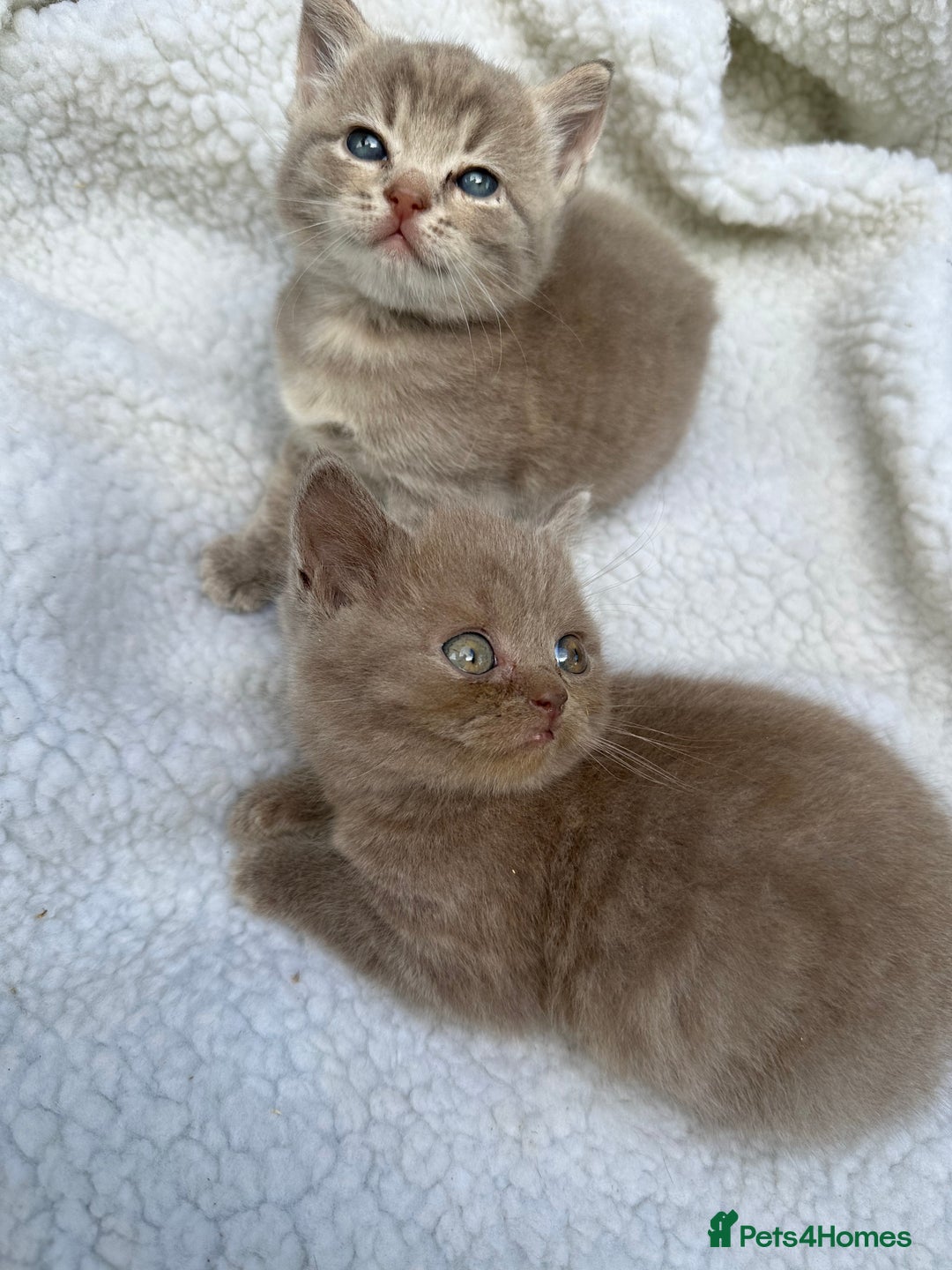 British Shorthair cats for sale: British shorthair kittens  - Image 2
