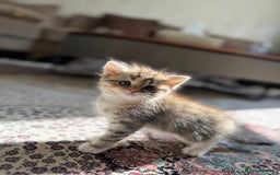 Persian cats for sale: mixed persian & bombay kittens  in Maidstone - Image 9