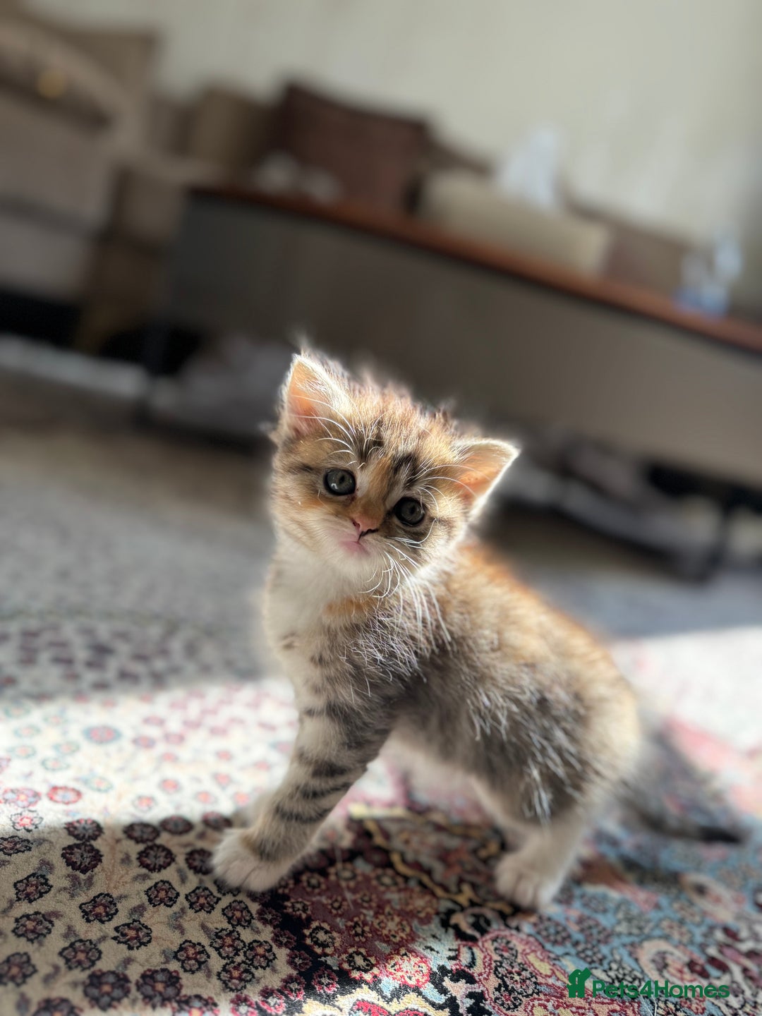 Persian cats for sale: mixed persian & bombay kittens  in Maidstone - Image 9