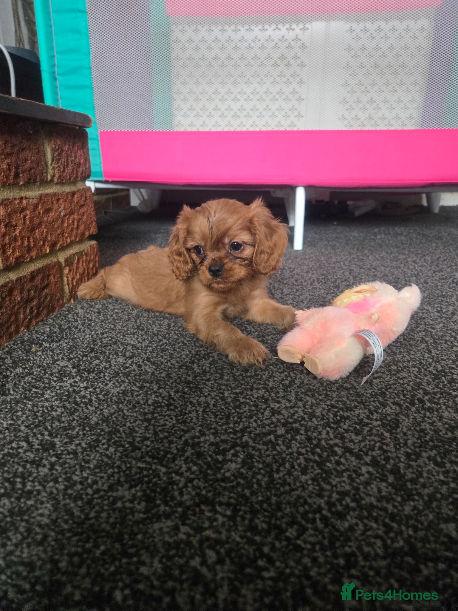 Cavalier King Charles Spaniel dogs King charles cavalier pups. - Advert 12