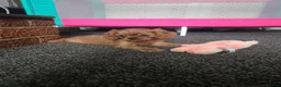 Cavalier King Charles Spaniel dogs for sale: King charles cavalier pups. in Rochester - Advert 1