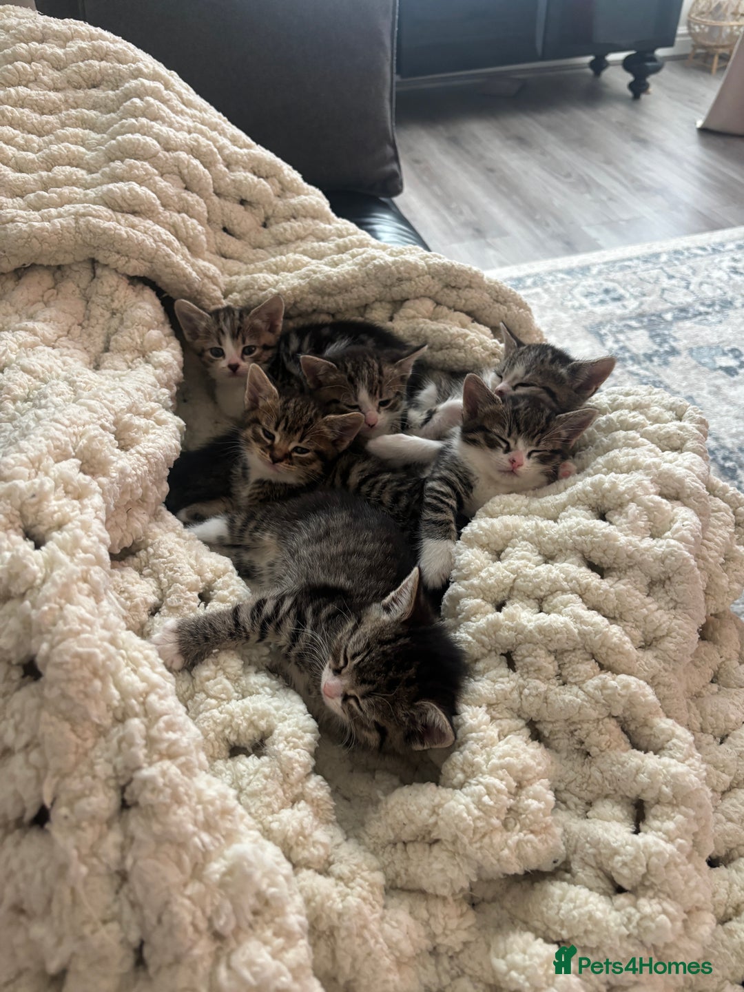 Domestic Shorthair cats for sale: 6 female kitten for sale - Image 1