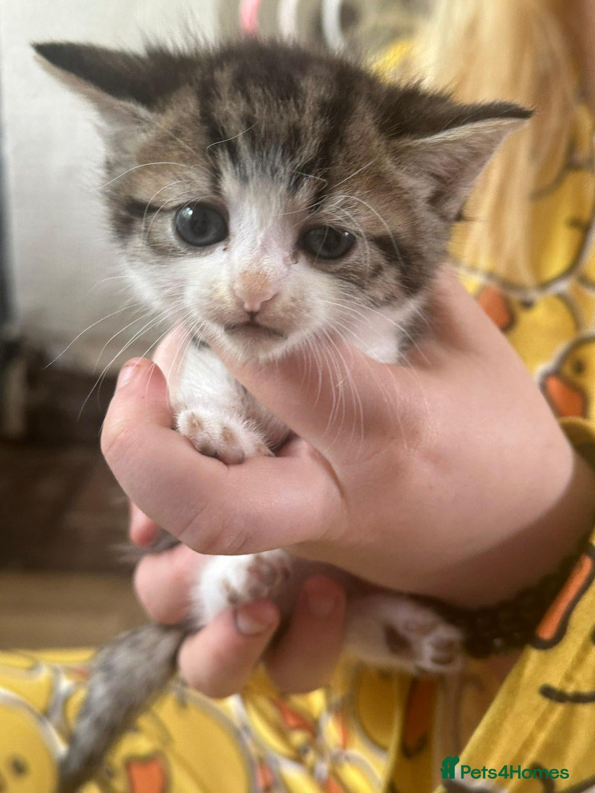 Mixed Breed cats Kittens need homes - Advert 4