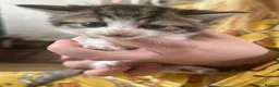 Mixed Breed cats for sale: Kittens need homes in Preston - Advert 1