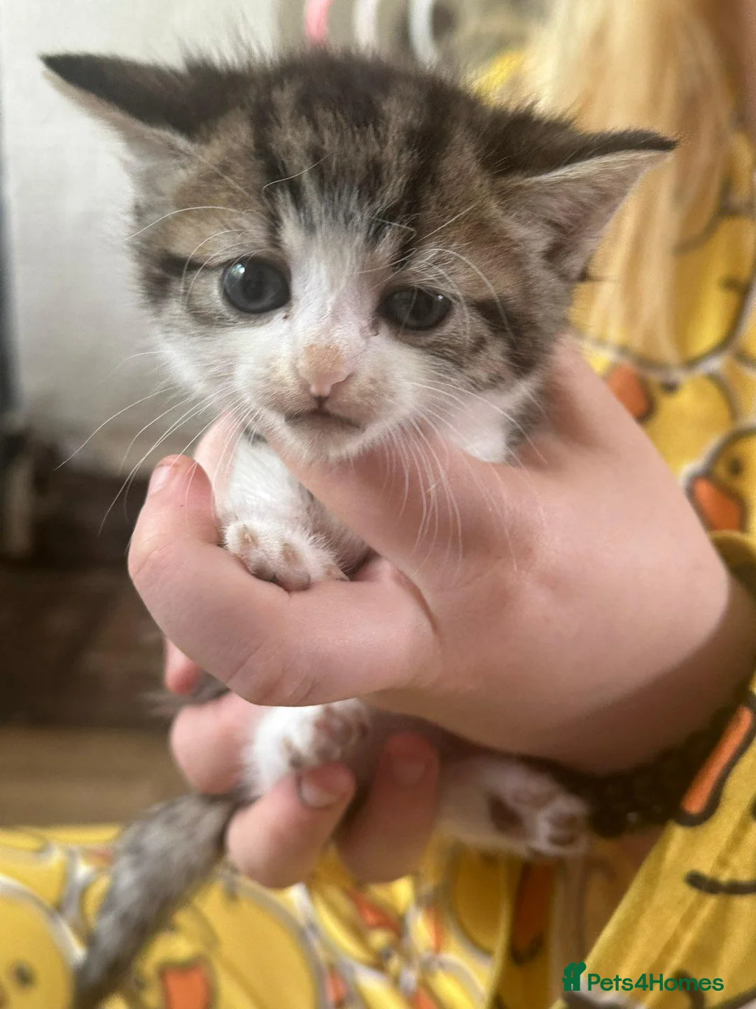 Mixed Breed cats for sale: Kittens need homes in Preston - Advert 1