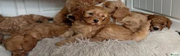 Cavapoo dogs for sale: F1 Cavapoo puppies-extensively health tested  - Advert 9