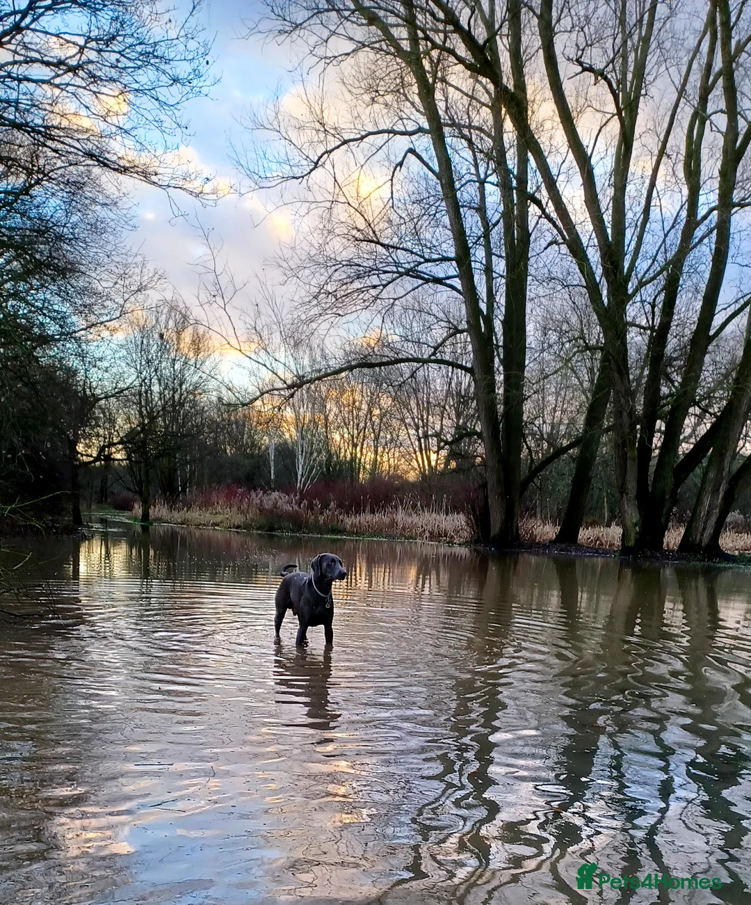Weimaraner dogs for stud: No Cost 1 Year Old Blue Weimaraner For Stud - Advert 22
