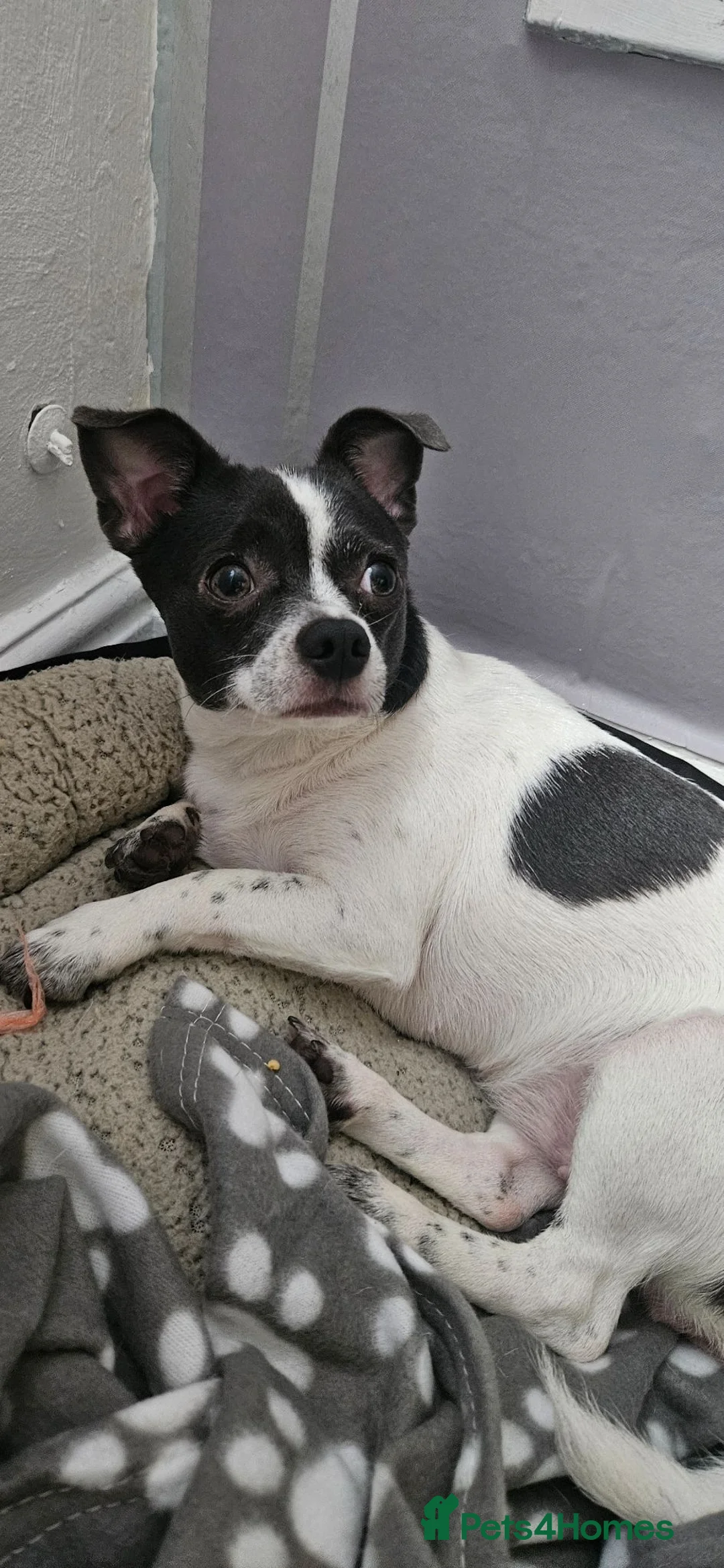 Jack Chi dogs for sale: Dog chihuahua. - Advert 4