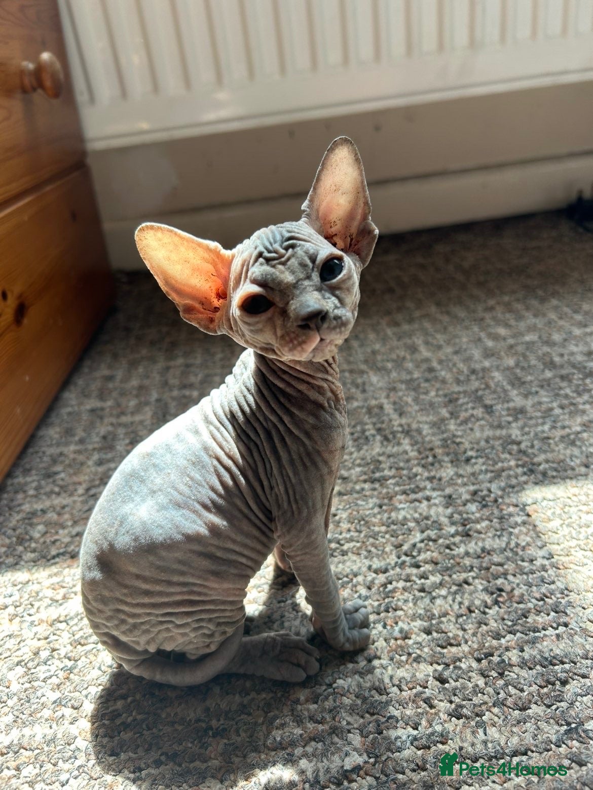 Sphynx cats 5 Canadian Sphynx kittens for sale - Advert 2