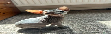 Sphynx 4