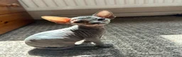 Sphynx cats for sale: 5 Canadian Sphynx kittens for sale - Advert 1