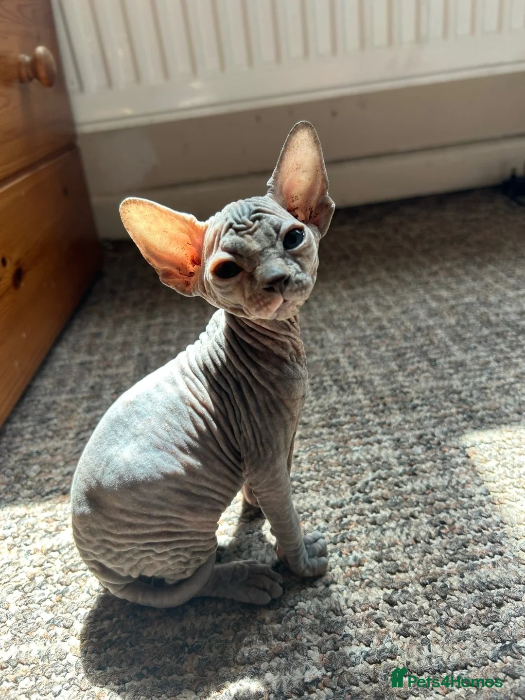 Sphynx cats for sale: 5 Canadian Sphynx kittens for sale - Advert 1