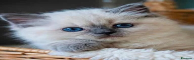 Ragdoll Kitten 5