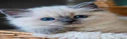 Ragdoll cats for sale: Sky kittens 😸 ♥️  - Advert 37