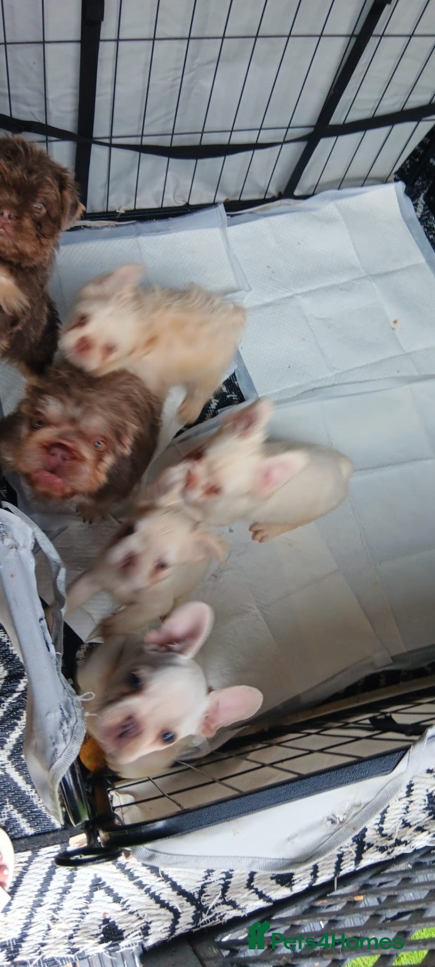 French Bulldog dogs REDUCED FlOODLE /French bulldogs - Advert 2