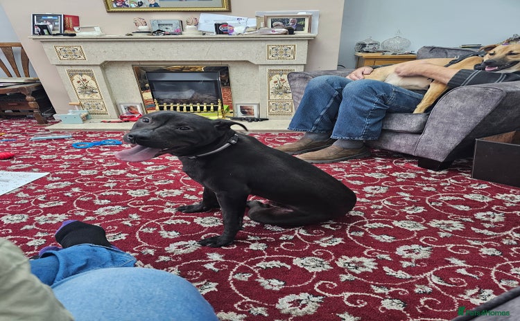 Mixed Breed dogs Mixed breed for sale - Advert 1