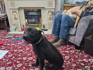 Mixed Breed dogs Mixed breed for sale - Advert 1