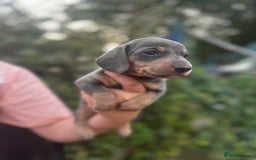 Dachshund dogs for sale: Beautiful dachshund puppies  - Image 10