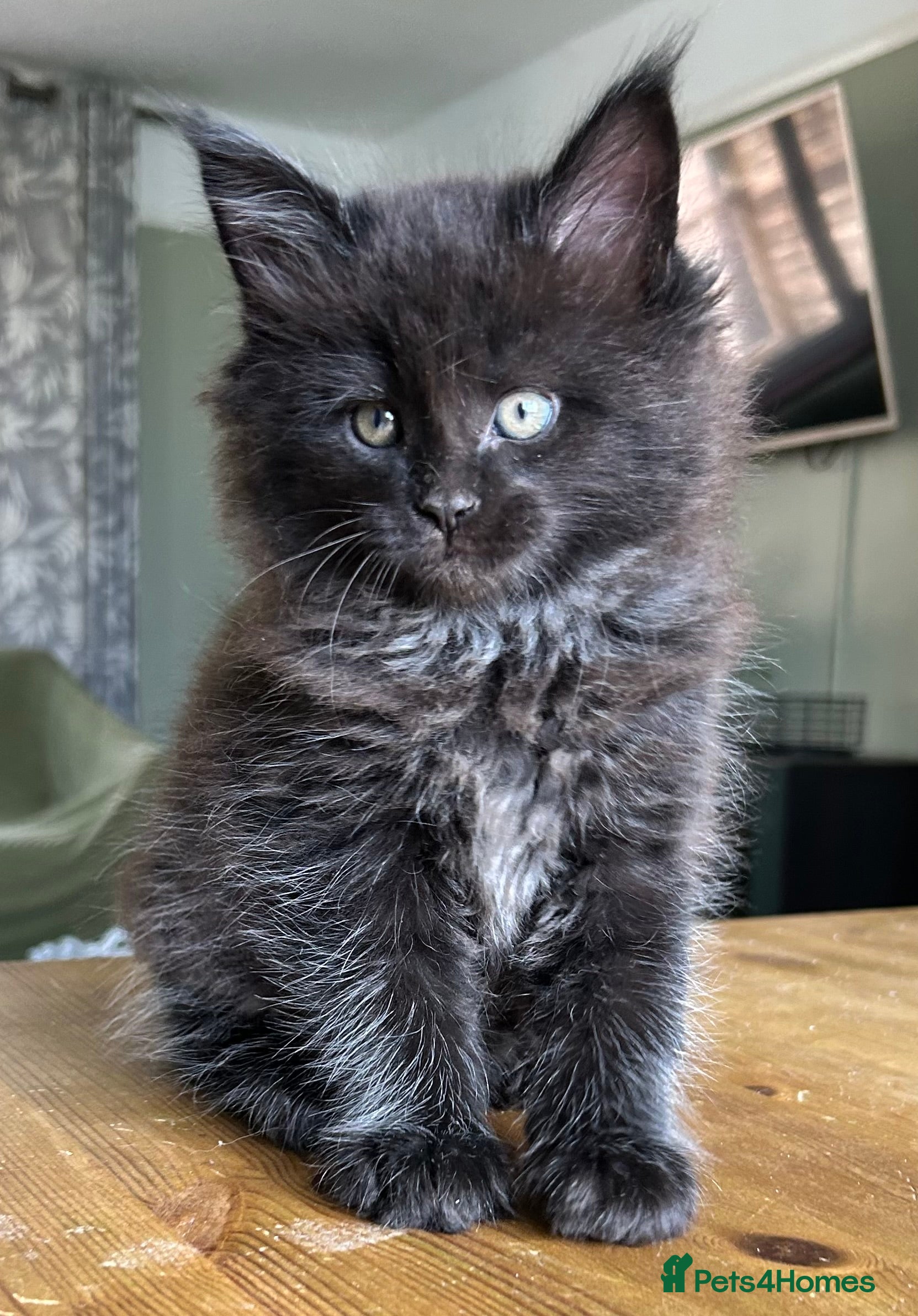 Maine Coon cats Beautiful Mainecoon kittens  - Advert 17