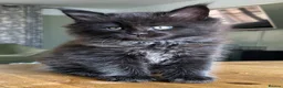 Maine Coon cats for sale: Beautiful Mainecoon kittens  - Advert 1