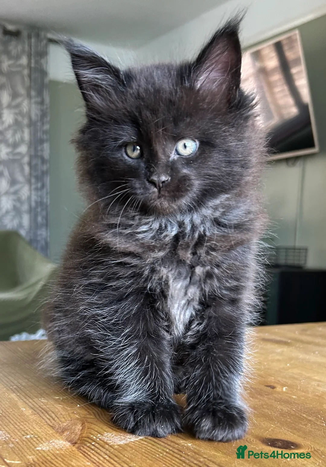 Maine Coon cats for sale: Beautiful Mainecoon kittens  - Advert 1