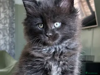 Maine Coon cats Beautiful Mainecoon kittens - Advert 8