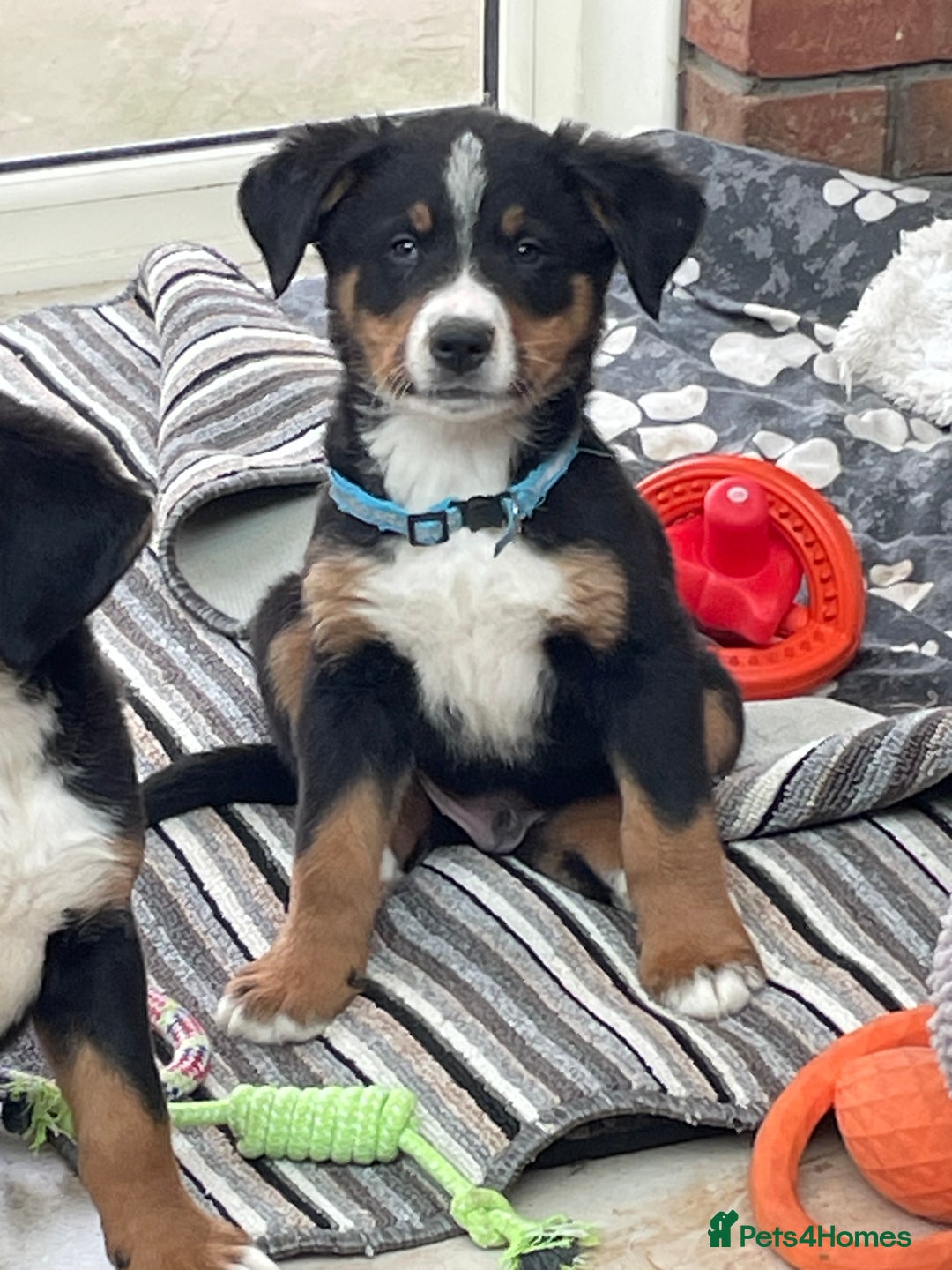 Bernese Mountain Dog dogs for sale: Boys and girls available.  - Image 18