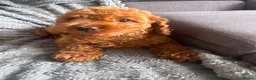 Cockapoo dogs for sale: F2 Cockapoo Puppies READY TO LEAVE 2 girls remain - Advert 20
