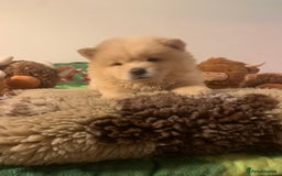 Chow Chow dogs for sale: 5 Chow Chow Puppies - Image 11