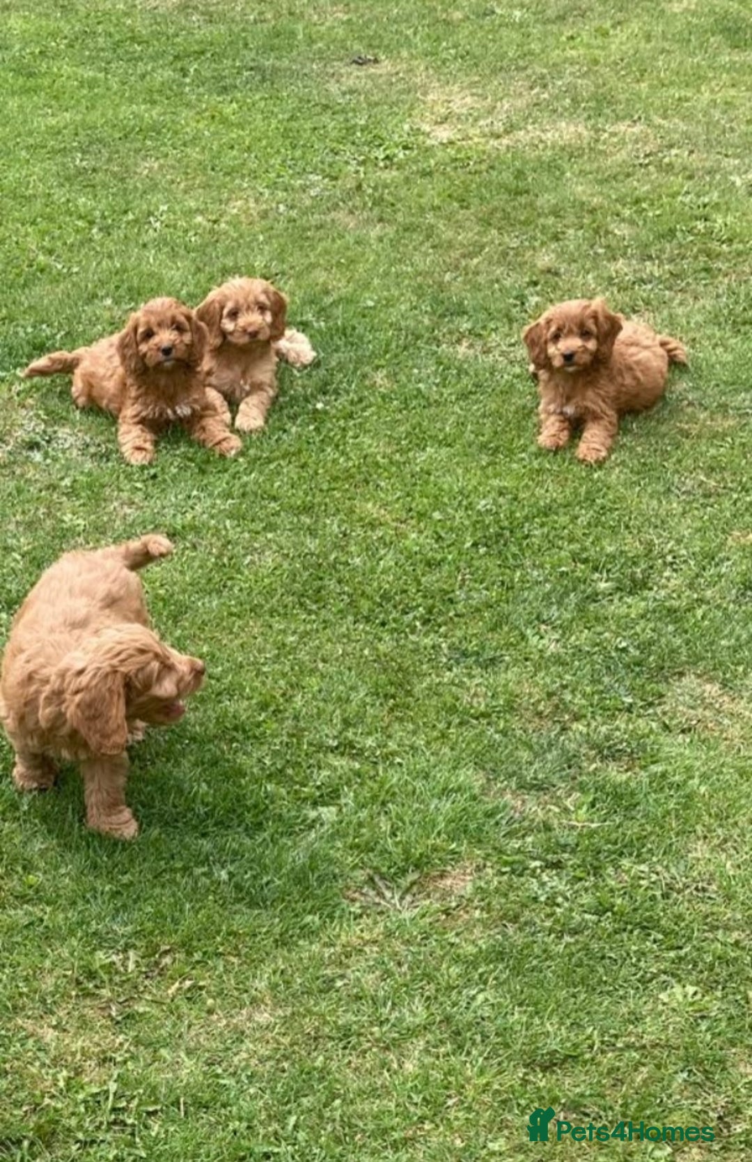 Cockapoo dogs for sale: Cockapoo puppies  - Image 11