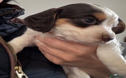 Cocker Spaniel dogs for sale: Only 1 pup left! Fantastic WCS health tested pup  - Image 10