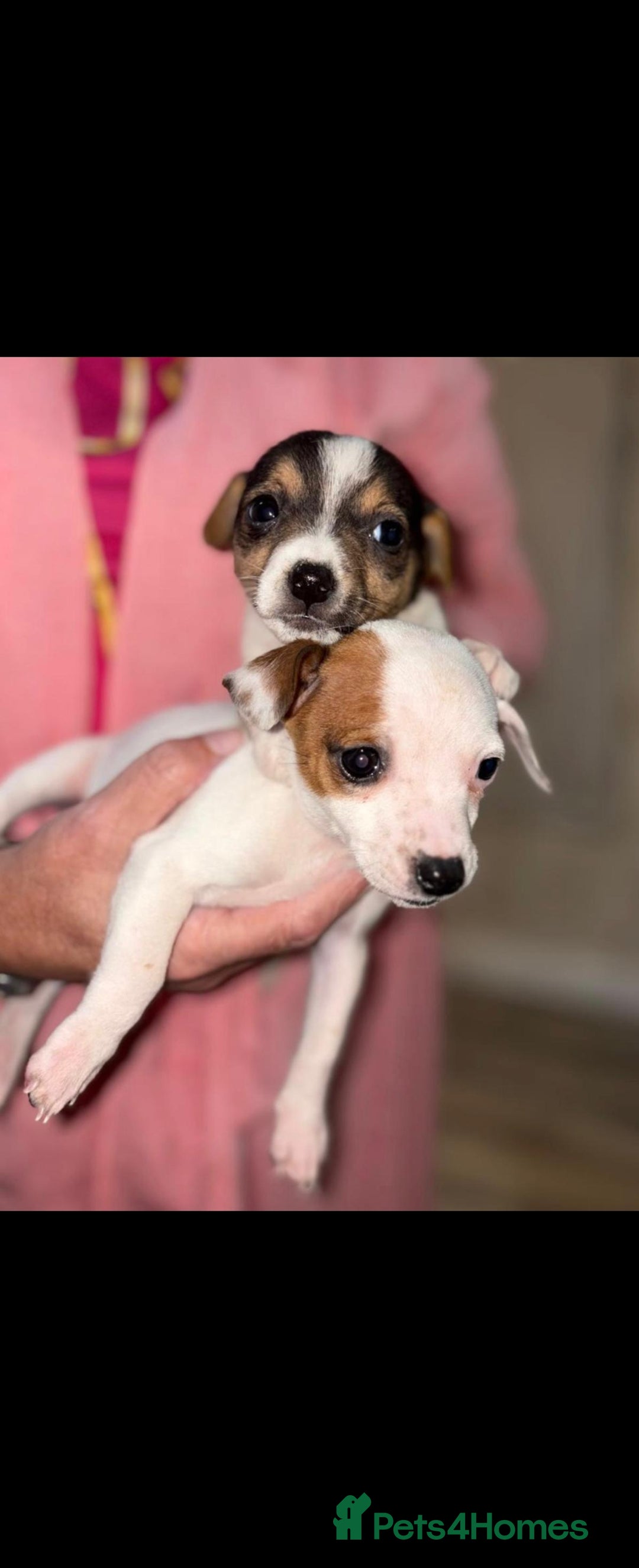 Jack Russell dogs for sale: Jack russll - Advert 2