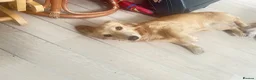 Miniature Dachshund dogs for sale: Beautiful KC registered long haired cream girl - Advert 5