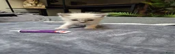 Ragdoll cats for sale: GCCF Ragdolls kittens FOR SALE - Advert 3