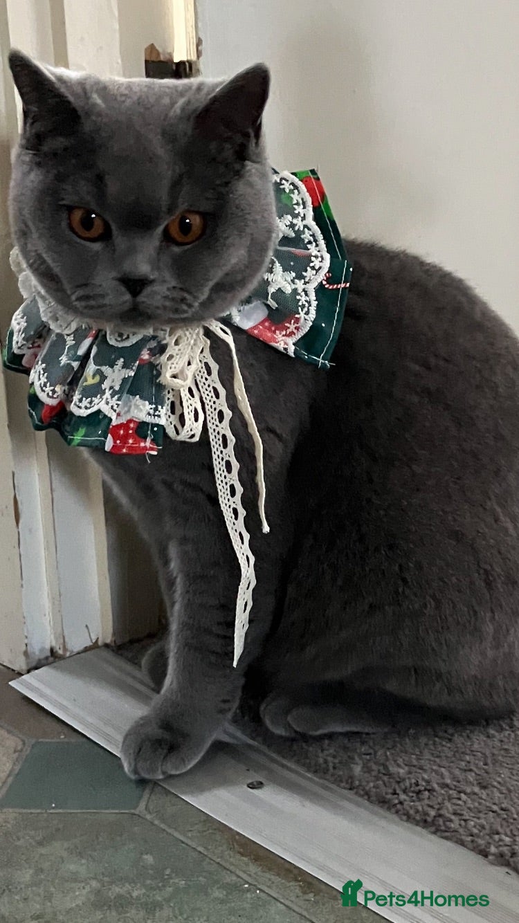 British Shorthair cats Beautiful British Shorthair kittens available  - Advert 18